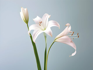 Obraz premium Lily flower in studio background, single lily flower, Beautiful flower images
