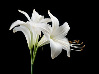 Lily flower in studio background, single lily flower, Beautiful flower images