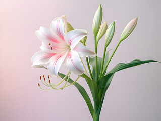 Fototapeta premium Lily flower in studio background, single lily flower, Beautiful flower images