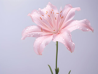 Fototapeta premium Lily flower in studio background, single lily flower, Beautiful flower images