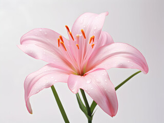 Obraz premium Lily flower in studio background, single lily flower, Beautiful flower images