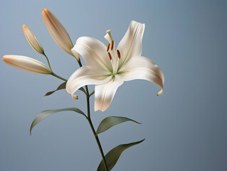 Obraz premium Lily flower in studio background, single lily flower, Beautiful flower images