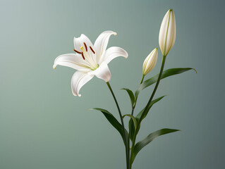 Fototapeta premium Lily flower in studio background, single lily flower, Beautiful flower images