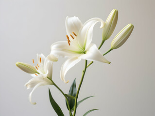 Fototapeta premium Lily flower in studio background, single lily flower, Beautiful flower images