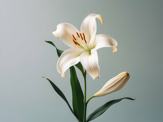 Lily flower in studio background, single lily flower, Beautiful flower images
