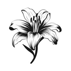 Schwarz-weiße Illustration einer Winterlilie vektor
