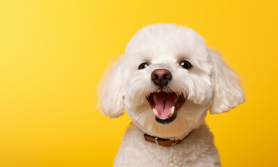 Perro sonriente, bichón feliz en fondo amarillo.
