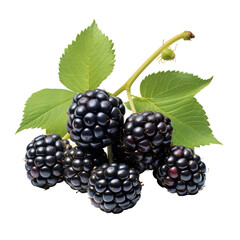 blackberry Isolated on transparent background
