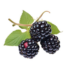 blackberry Isolated on transparent background