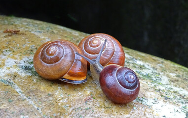 Drei Geh&auml;useschnecken auf einem Felsen vor schwarzem Hintergrund