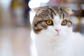 Cute shorthair cat on bokeh light background