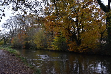 Fototapeta premium a walk along the grand western canal in Tiverton Devon during autumn 