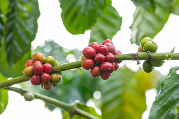 Arabica coffee beans on branch, with blurred green leaves.