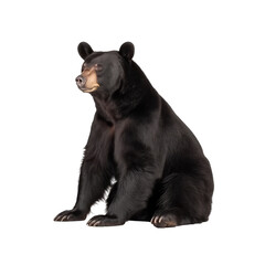 Fototapeta premium big bear isolated on white.