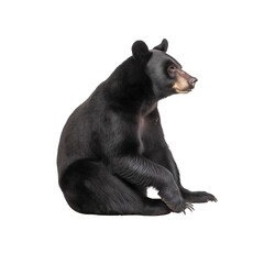 big bear isolated on white.