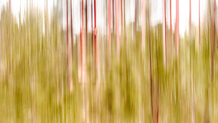 Colorful blur of trees in forest.