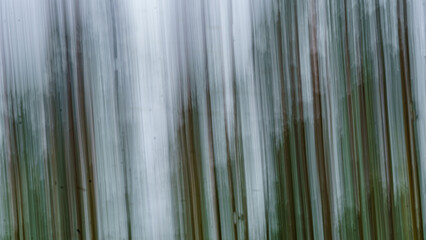 Colorful blur of trees in forest.