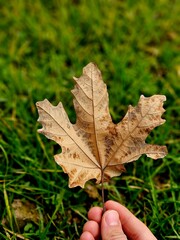 portrait shot of autumn tree leaves