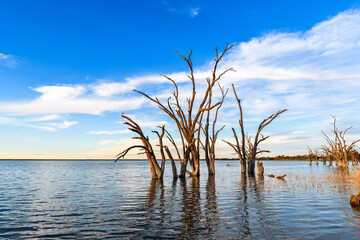 Lake Bonney with dead tree stumps in water at sunset time, Barmera, South Australia