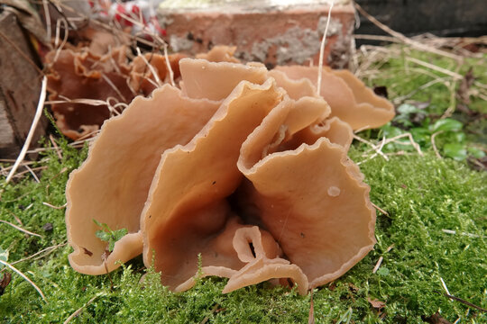 Closeup on a fresh lightbrown Bay cup mushroom, Peziza badia, pushing from the ground up