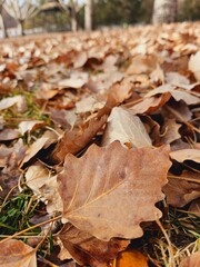 dried leaves on the ground in autumn