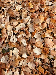 fallen leaves on the ground in autumn