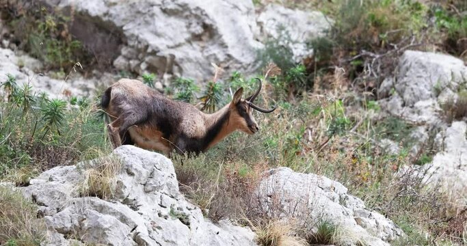 Apennine chamois, Rupicapra pyrenaica ornata, an animal typical of the Italian region of Abruzzo, in central Italy