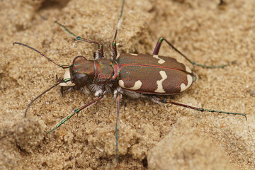 Closeup on the brown Northern Dune tiger beetle, Cicindela hybrida, in the sand