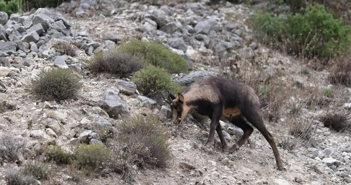 Apennine chamois, Rupicapra pyrenaica ornata, an animal typical of the Italian region of Abruzzo, in central Italy