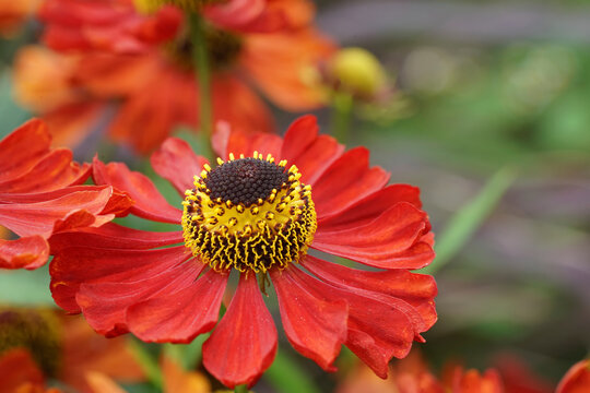 Closeup on a brilliant red sneezeweed,, Helenium autumnale flower in the garden