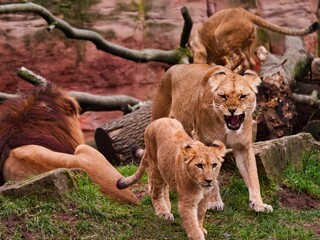Berberlöwin brüllt ihr Jungtier an im Zoo Hannover