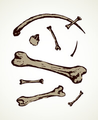 Obraz premium Series of vector illustrations of archaeological finds. Animal bones and fish hooks from bone