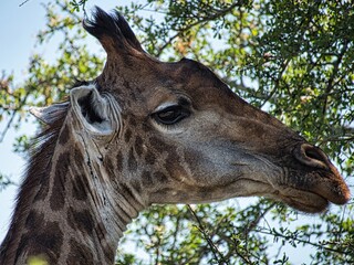 Nahaufnahme einer Giraffe mit gespiegelter Landschaft im Auge, Kruger National Park