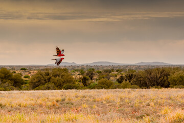 Two Galah Cockatoos, Eolophus roseicapilla, fly together on opposite wings in the bright warm light of the rising sun across the landscape of the Australian Outback