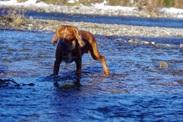 Pies  bawiący się w zimnej wodzie górskiej. - obrazy, fototapety, plakaty