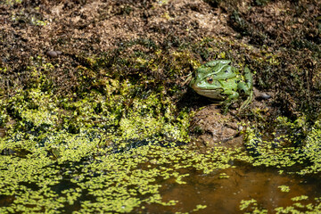 Grenouille verte au bord de l'eau 
