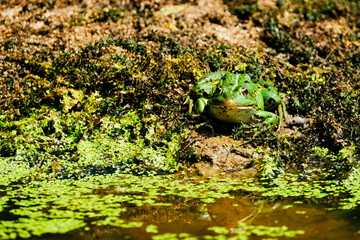 Grenouille verte au bord de l'eau
