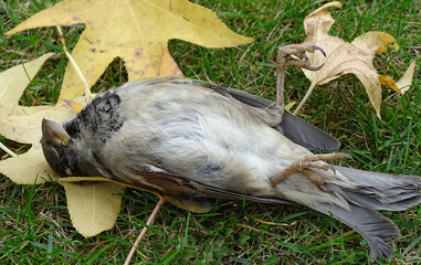 small dead sparrow in a meadow