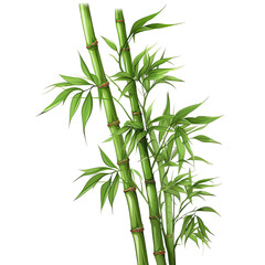 Fototapeta na wymiar Bamboo on transparent background