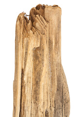 Part of driftwood isolated on white