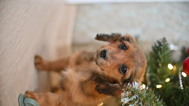 a small red dog plays with a Christmas tree.
