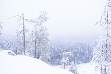 Winter scene on a foggy day from Repovesi National Park Finland.