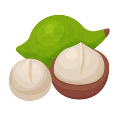 Macadamia clipart. Isolated textured nuts