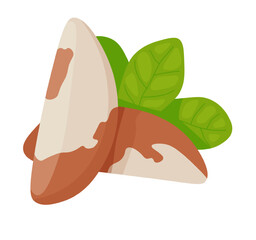 Brazil Nut clipart. Isolated still life of nuts in cartoon