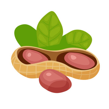 Peanut clipart. Isolated nuts in a shell. Cartoon style