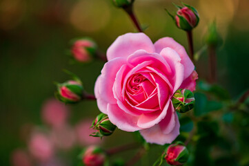 ピンク系のバラ