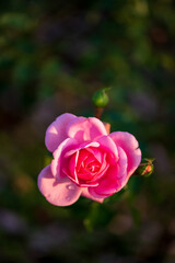 ピンク系のバラ