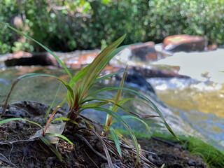 Riverside Serenity: Small Green Plant Amidst Blurred Rocks and Trees, Emanating Tranquility.