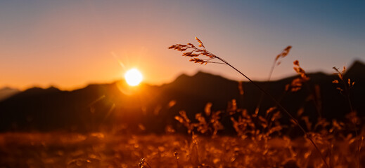 Alpine summer sunrise with a sunstar and details of an ear of grain at Mount Sechszeiger, Jerzens, Imst, Tyrol, Austria