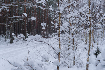 WINTER ATTACK - Snow in forest on trees and on the forest road
